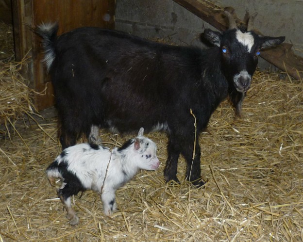 1st Pygmy Goat kid Born 2016